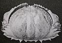 Calappa acutispina